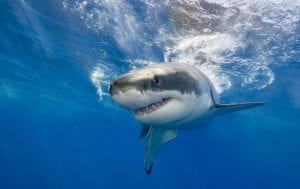 shark tank lessons for entrepreneurs